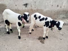 dumba abluck print jori