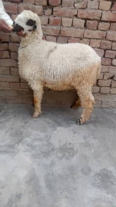 mundri