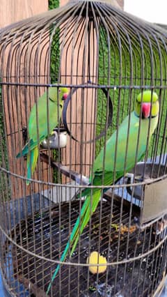 Parrot