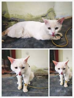 Russian Cat