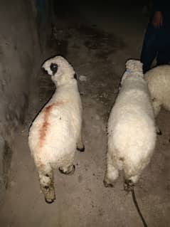 dumba /domba /sheep