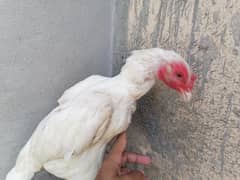 Heera