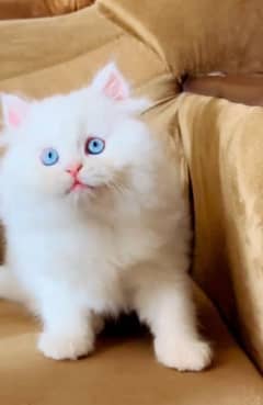 Persian