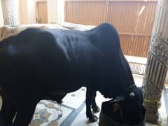 Janwar for Qurbani