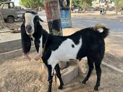 Goats beetal