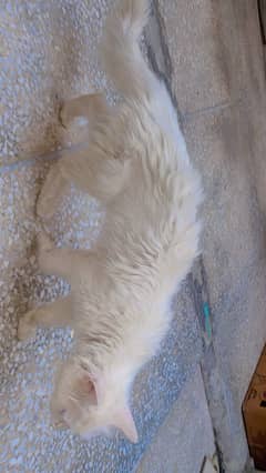 Persian cat with Kittens