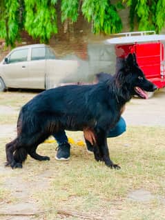 Longcoat black German Shepherd male puppy