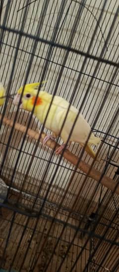 cockatiel