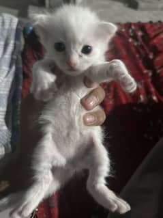 White Persian kittens