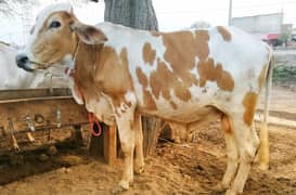 Qurbani ka Janwar | bull | wacha | Qurbani janwar | qurbani