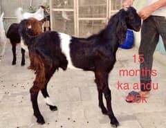Bakra