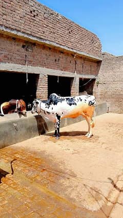 QURBANI BULL FOR SALE