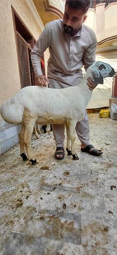 original house sheep