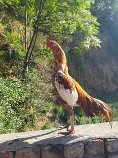 cheena murga