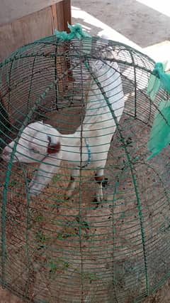 Gulabi Cross 4Month Female Bacha