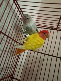 1 male and 2 female