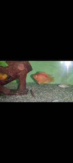 parrot fish 2 hain size 3 ya 3.5 inch ha full active