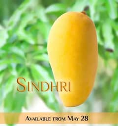 Sindhri