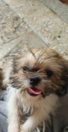 Dog for sale Original Breed.
