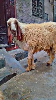 ghar k paly healthy or khoobsurat chatray