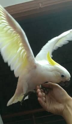 sulphur crested Cocato 03156376925