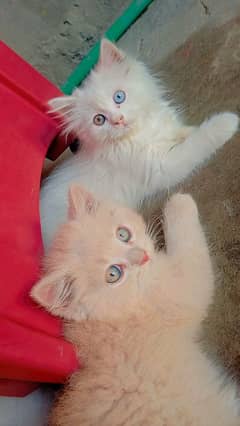 Persian cat