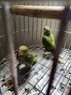 2.5-3 months ringneck 2 hain