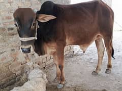 بیل  قربانی کیلئے