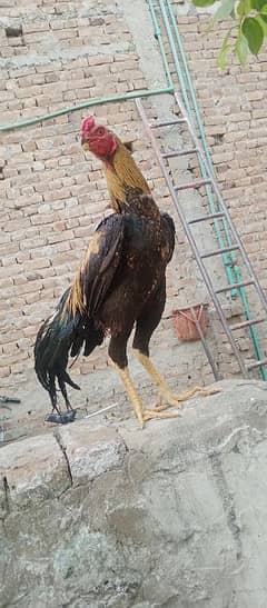 pella parrot beak pair for sale breeder 1.5 months discounts hogayaga