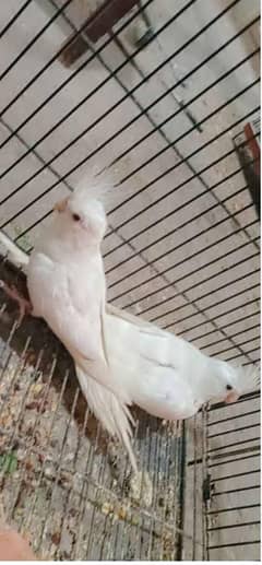 Eno