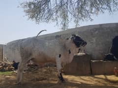 qurbani kliye tiyar hai dant girah diye