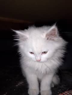 6 year baby persian triple coat caccinated white fur grey eyes