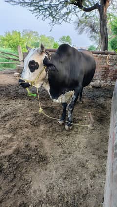 Bachra | Wacha | Bull | Qurbani