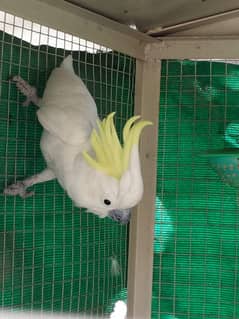 Single male Cockatoo Parrot