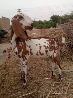 Mash Allah khubsurat bakra hai Qurbani 2025/Call 0300/2990546