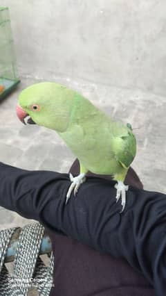 green parrot pair and plum head male urgent for sale