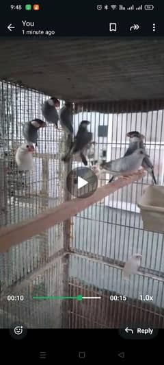 Java, Dove, Zebra finch