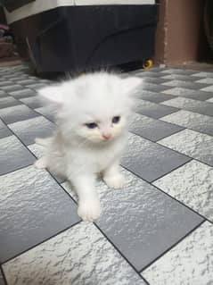 persian cats pair