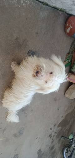 1 month year old labrador dog
