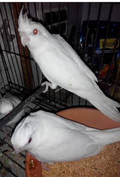 Eno