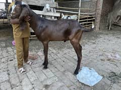 2 dant Bakra