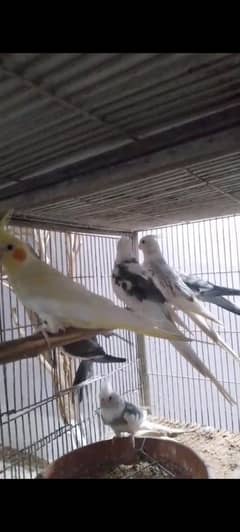 Colony Cocktails full adult