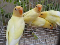 creamino decino albino
