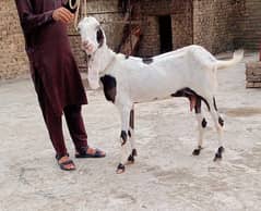 bakri