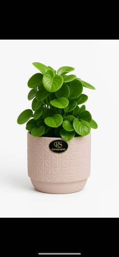 Realistic heart-shaped glossy leaves