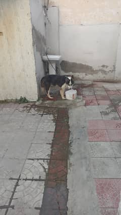 Husky for Sale