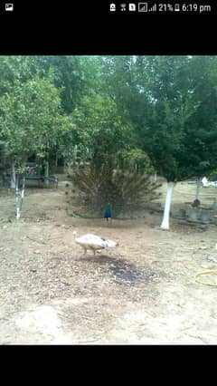 Peacock
