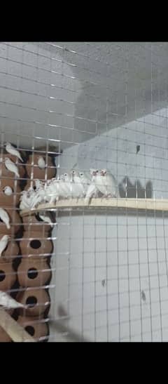 Buy White Java Finch for Sale Online in Pakistan | Java Bird