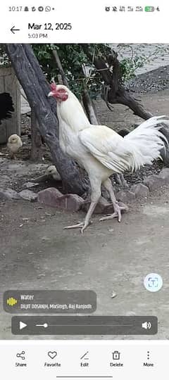 heera for sale pair