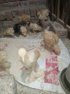 read ad pleace golden buf chicks+egg layeng pair for sale